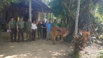 Công an huyện Vĩnh Linh tặng bò giống
